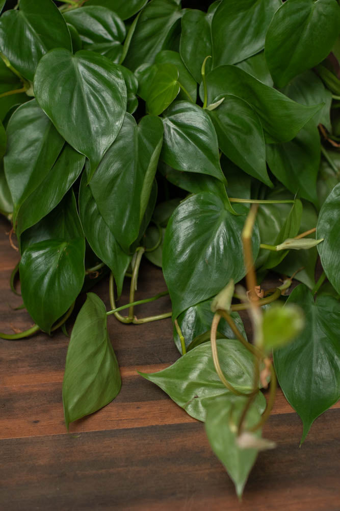 Crimson Horticultural Rarities Philodendron Cordatum - Thumbnail 4
