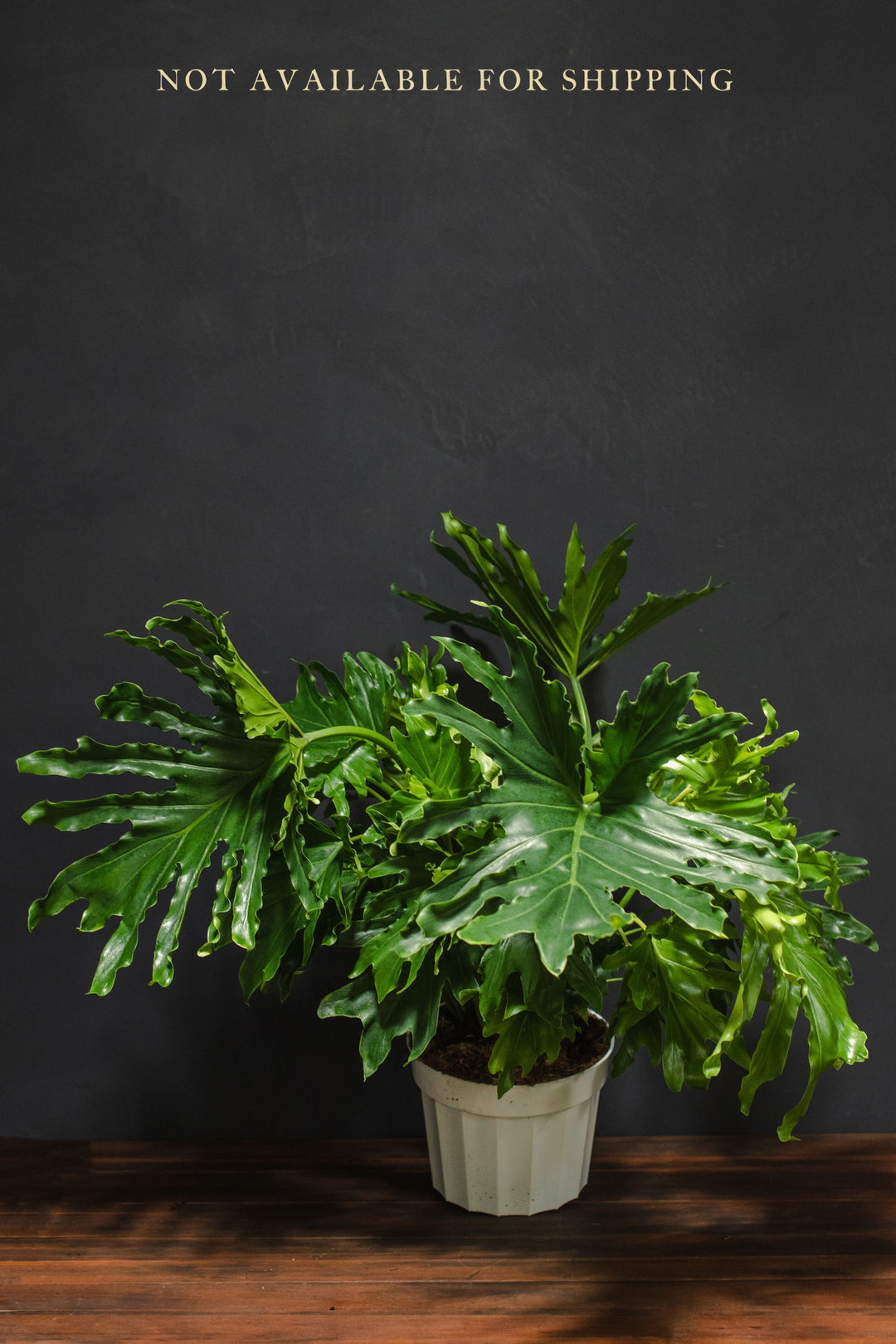 Large - Philodendron - Lickety Split