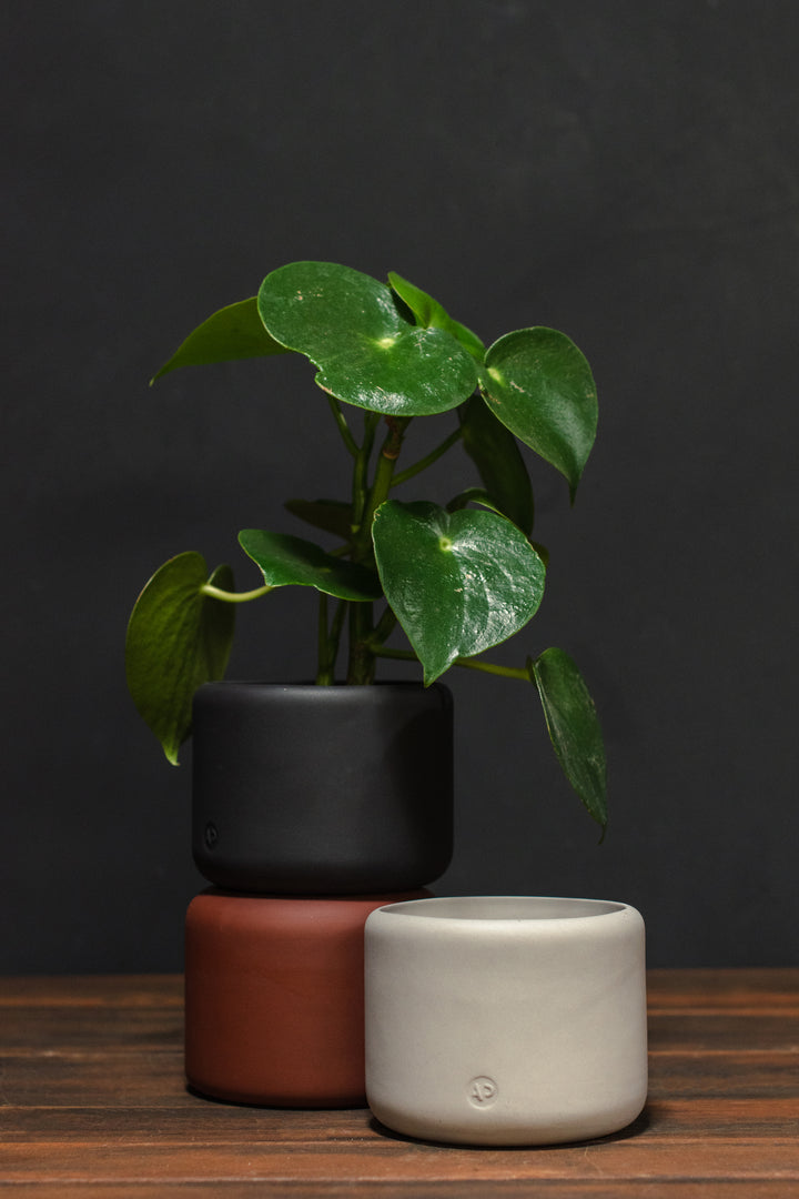 Aaron Probyn Small Botany Plant Pot