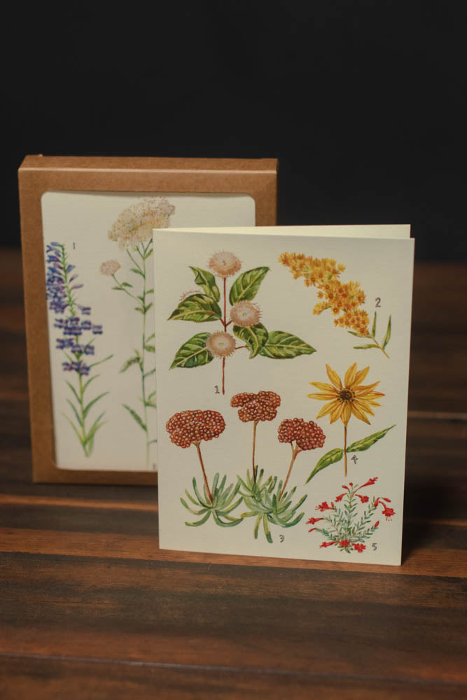 Maria Schoettler California Botany Cards - Set of 8