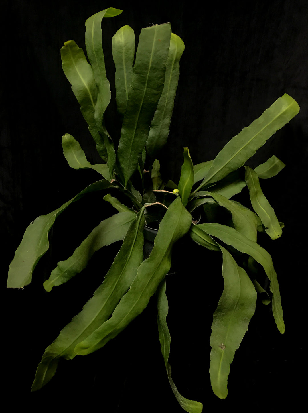 Epiphyllum - Oxypetalum "Queen of the Night"