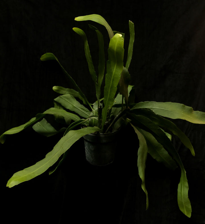 Epiphyllum - Oxypetalum "Queen of the Night"