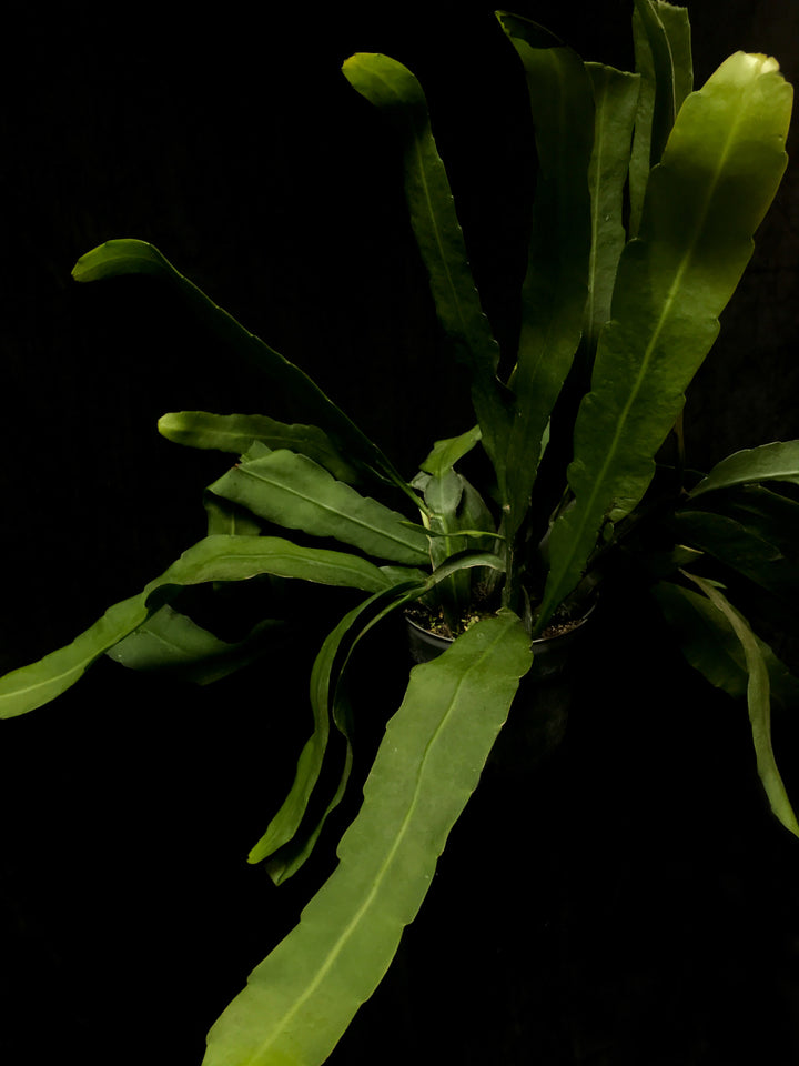 Epiphyllum - Oxypetalum "Queen of the Night"