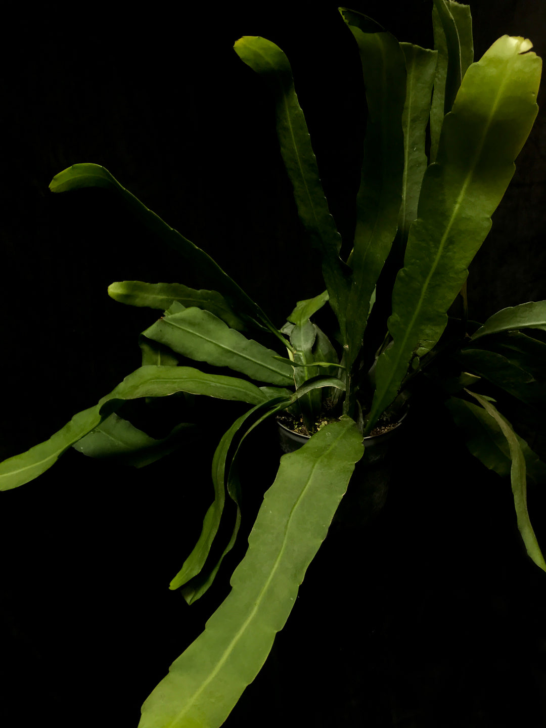 Epiphyllum - Oxypetalum "Queen of the Night"