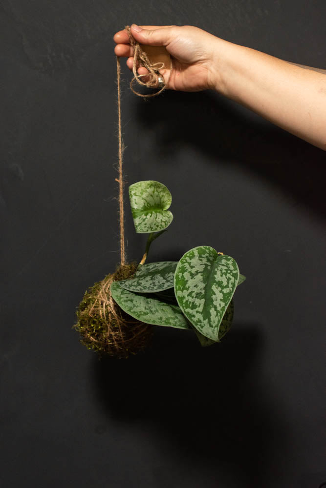 pothos kokedama Kokedama