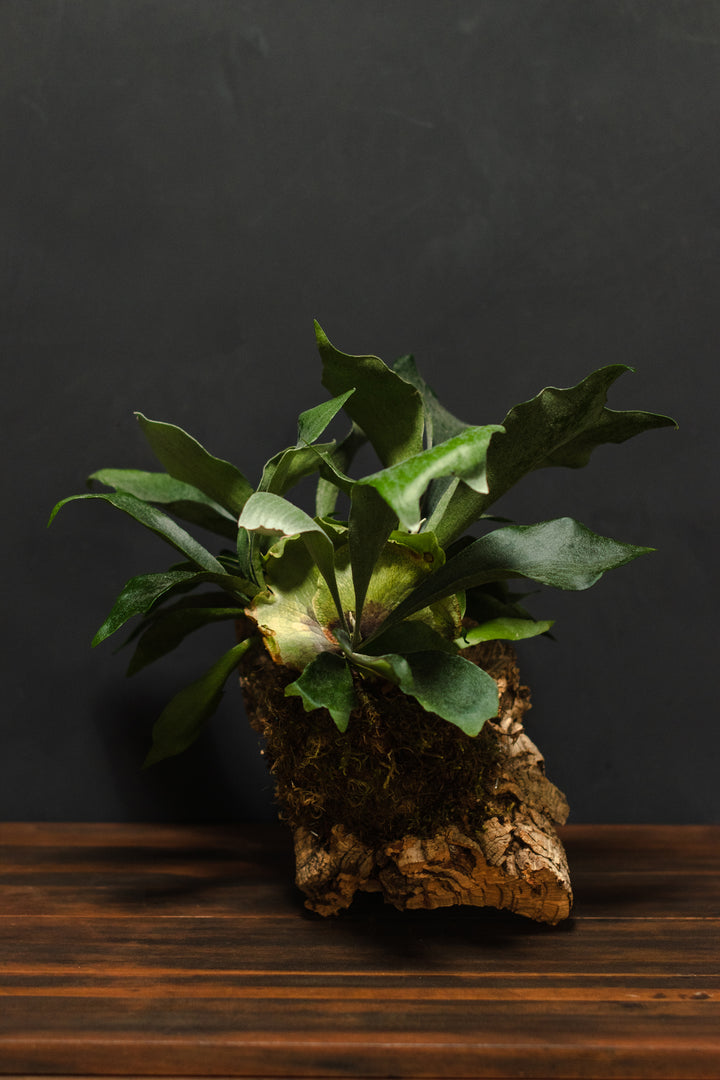 Mounted Plant - Staghorn Fern