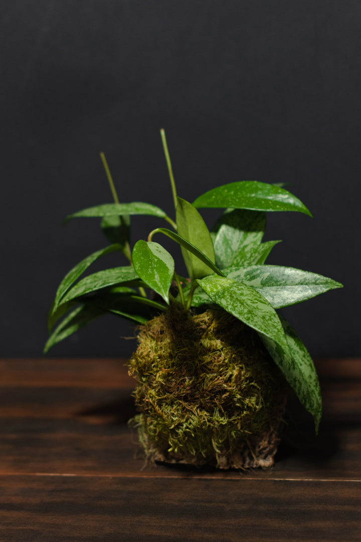 Mounted Plant - Hoya