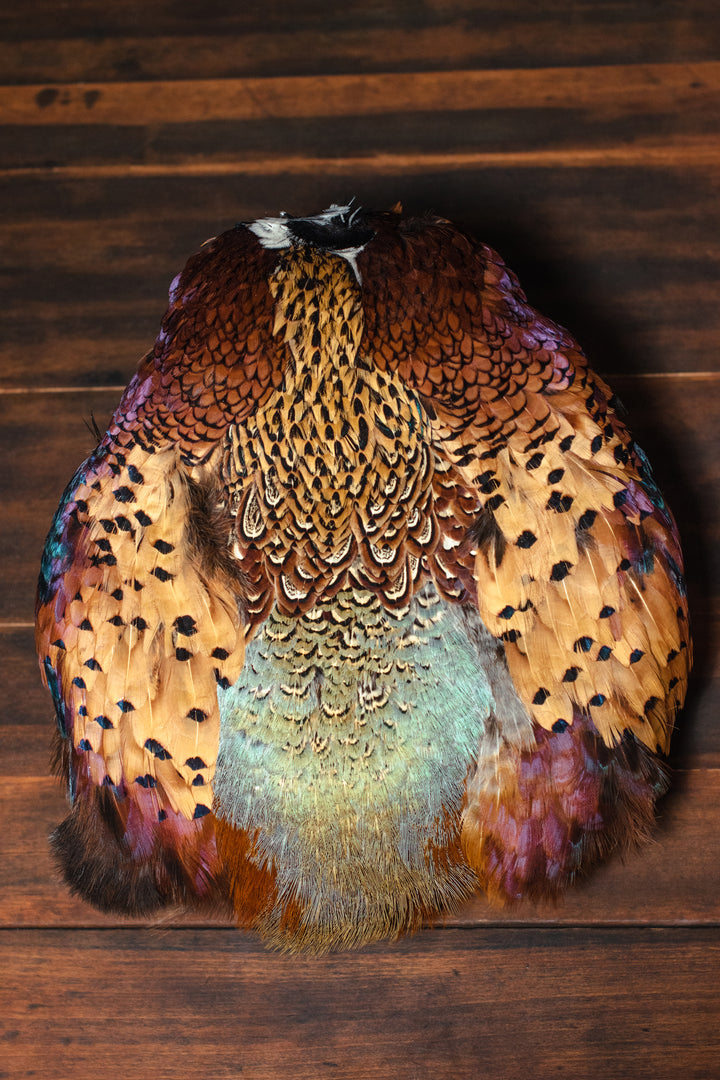 Preserved Ring-Neck Pheasant