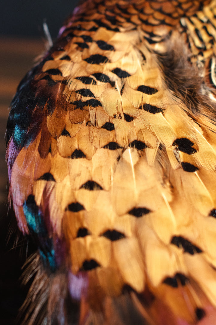 Preserved Ring-Neck Pheasant